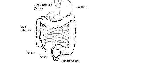 Difference Between Small Intestine And Large Intestine with Comparison 