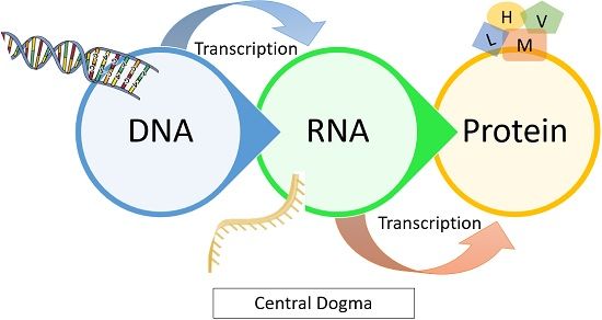 DNA TO RNA TO PROTEIN