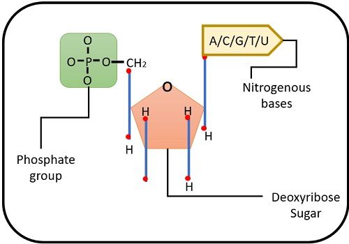 DNA monomeric nucleotide