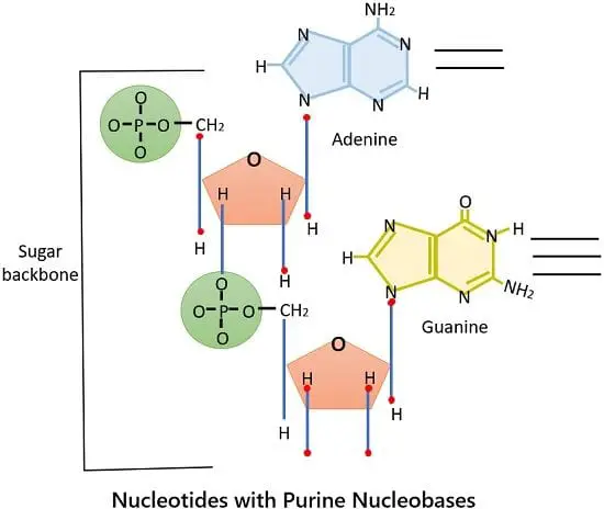 DNA nucleotides purines