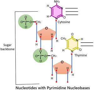 Difference Between Deoxyribonucleic (DNA) and Ribonucleic acid (RNA ...