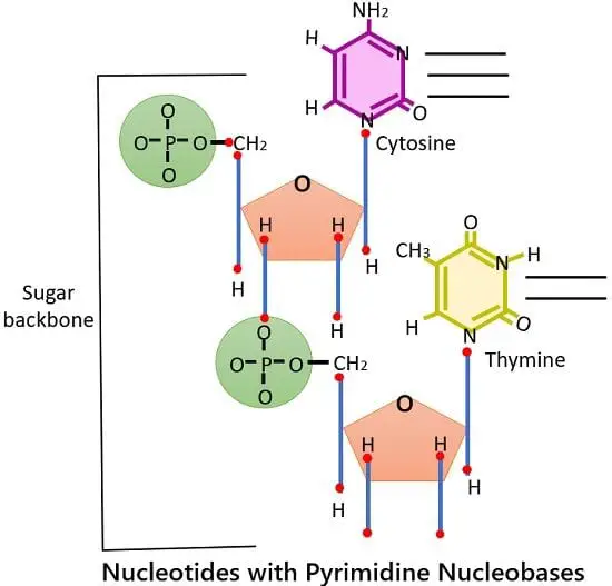 DNA nucleotides pyrimidines