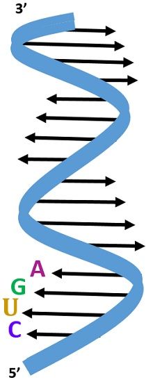 RNA STRAND