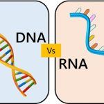 DNA VS RNA