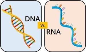 Difference Between Deoxyribonucleic (DNA) and Ribonucleic acid (RNA ...