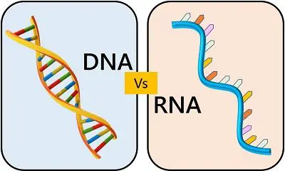 DNA VS RNA