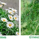 Angiosperms_Vs_gymnosperms_img