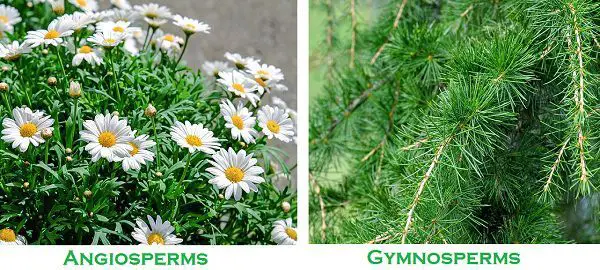 difference-between-angiosperms-and-gymnosperms-with-comparison-chart