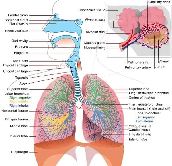 Components of the respiratory tract