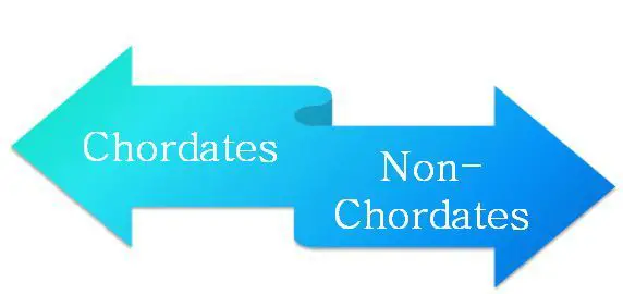 Difference Between Chordates and Non-Chordates (with Comparison Chart) -  Bio Differences