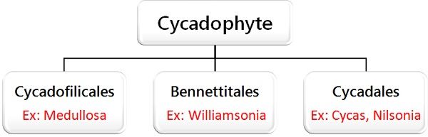 Cyacadophyte