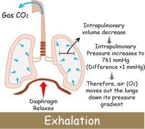 Difference Between Inhalation and Exhalation (with Comparison Chart ...