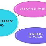 Glycolysis_Vs_Krebs_Cycle_Featured