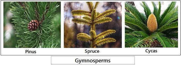 gymnosperms and angiosperms