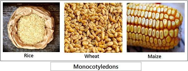 Monocotyledons