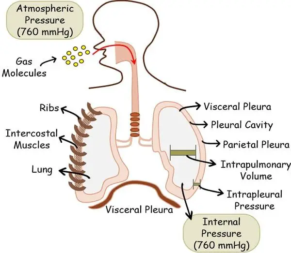 Normal respiratory tract