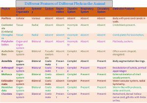 Difference Between Chordates and Non-Chordates (with Comparison Chart ...