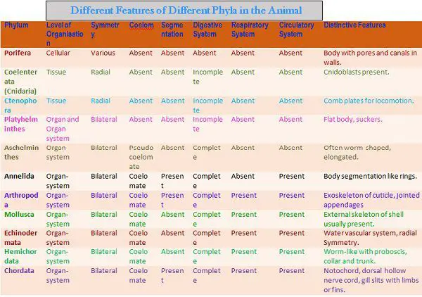 Phylum Chordata Comparison Chart