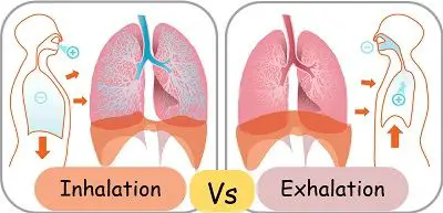 Inhalation and Exhalation