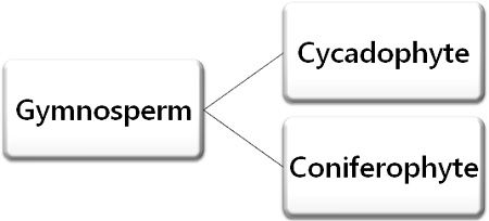 Types of Gymnosperm