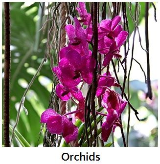 epiphytes_orchids