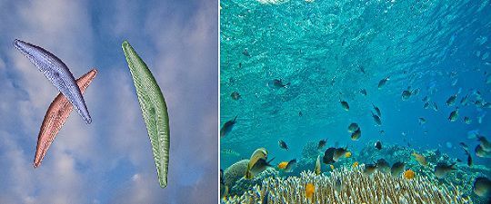 phytoplankton vs zooplankton