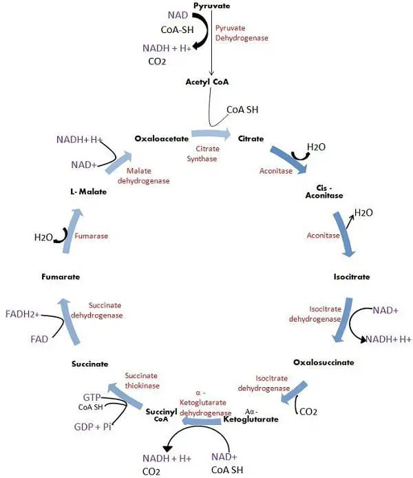 Definition of Krebs Cycle.