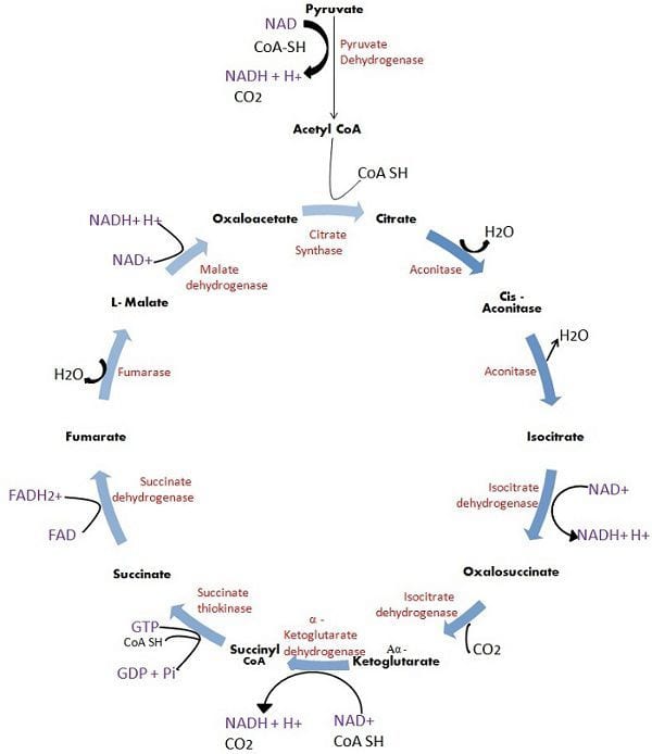 Glycolysis And Krebs Cycle Diagram