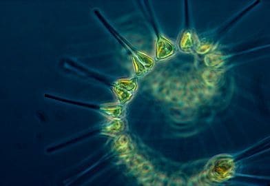phytoplankton_content