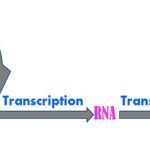 replication_vs_transcription_featured