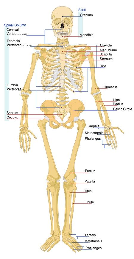 Skeleton bones 