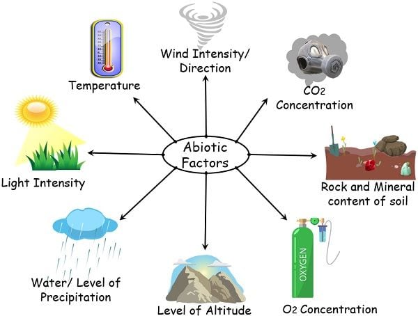 biotic factor definition