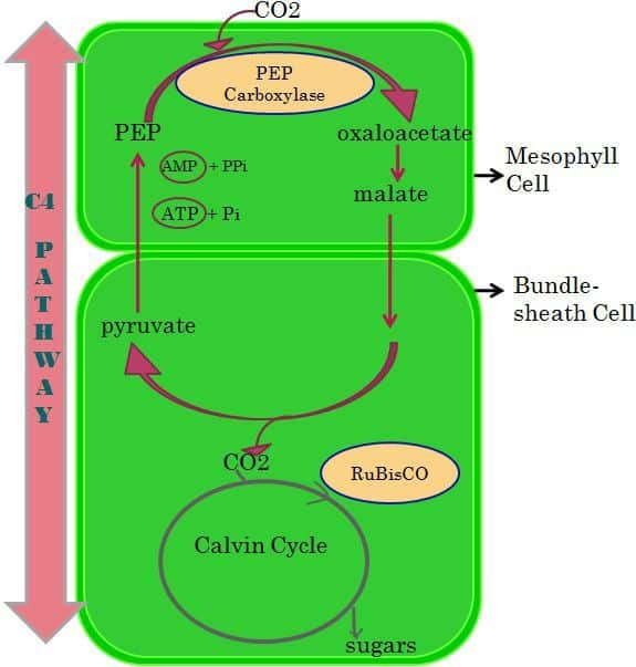 Difference Between C3, C4 And CAM Pathway (with Comparison, 49% OFF