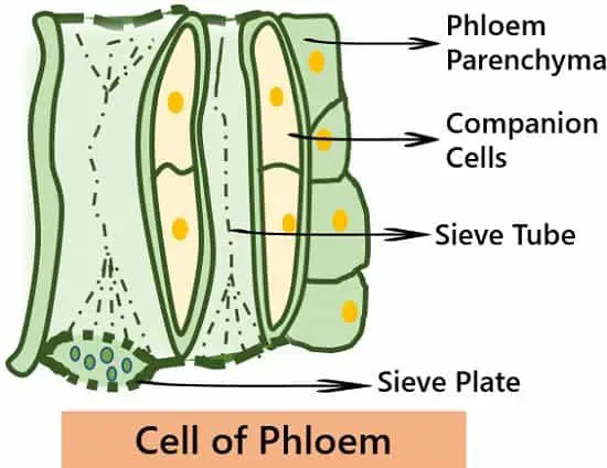 Cells of phloem