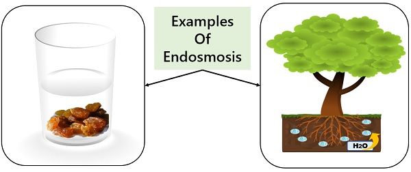 Endosmosis example