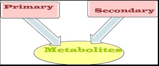 Difference Between Primary Metabolites And Secondary Metabolites (with ...