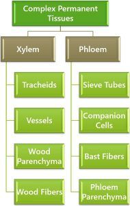 Difference Between Xylem and Phloem (with Comparison Chart and ...