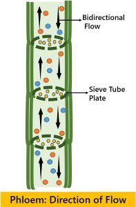 Difference Between Xylem and Phloem (with Comparison Chart and ...