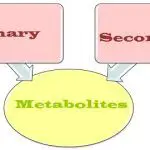 Primary_vs_secondary_metabolites_content