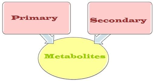 Flow Chart Of Primary And Secondary Data