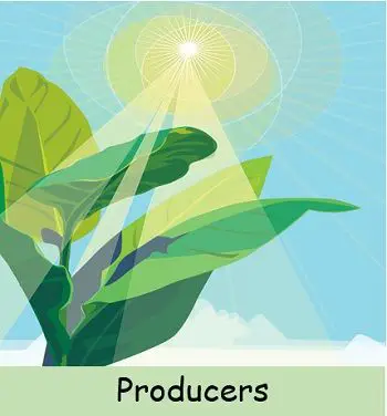 Producers plants