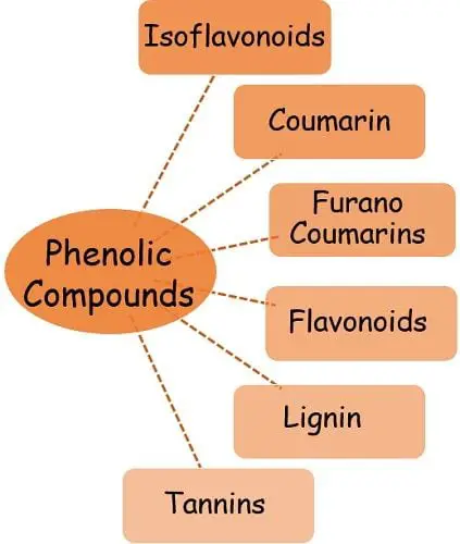 Secondary metabolite Phenolic compounds types 1