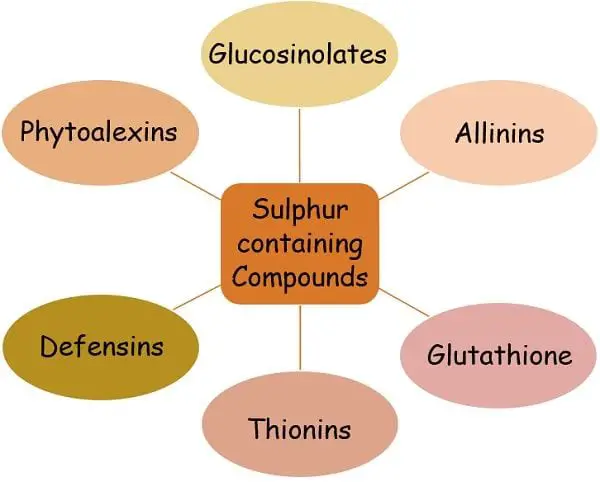 Secondary metabolite sulphur compounds types 1