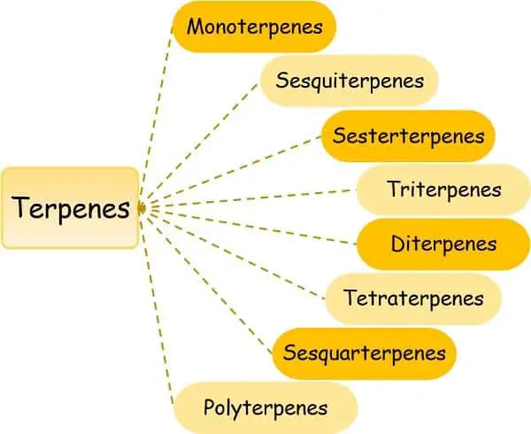 Secondary metabolite terpenes types 1