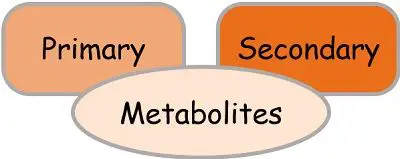Primary and secondary metabolites