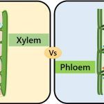 Xylem vs Phloem