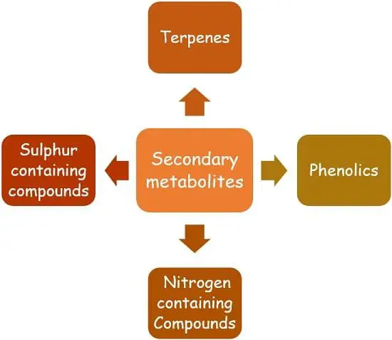 Types of Secondary Metabolite