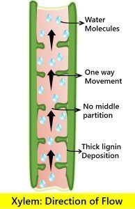 Difference Between Xylem and Phloem (with Comparison Chart and ...