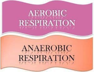 Difference Between Aerobic and Anaerobic Respiration (with Comparison ...