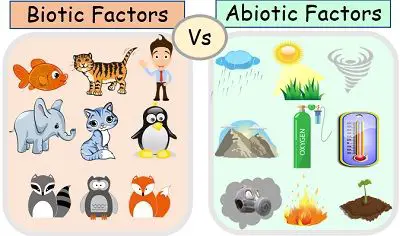 Difference Between Abiotic and Biotic Factors (with Comparison Chart) - Bio  Differences